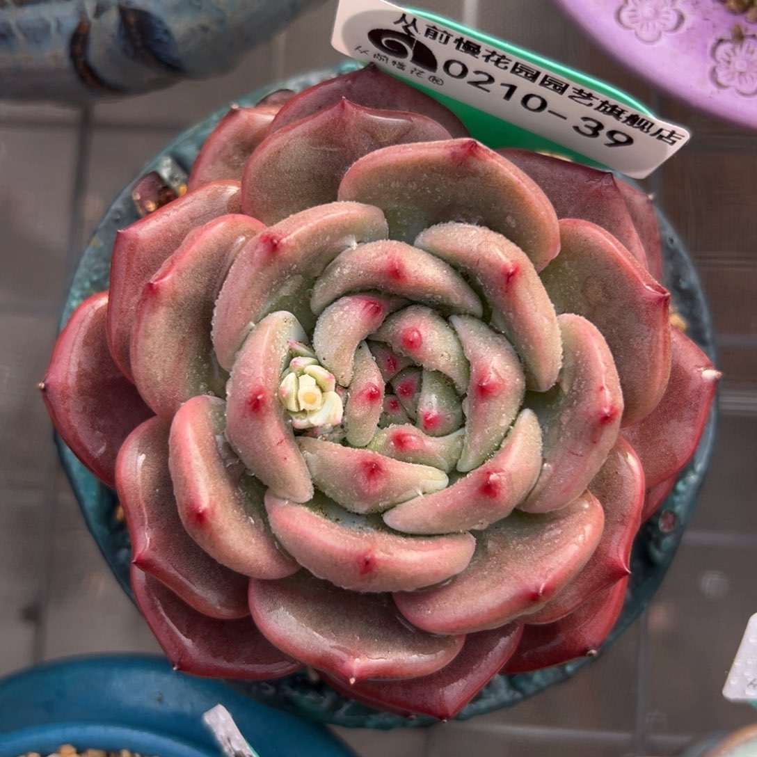 多肉一物一拍0210-39