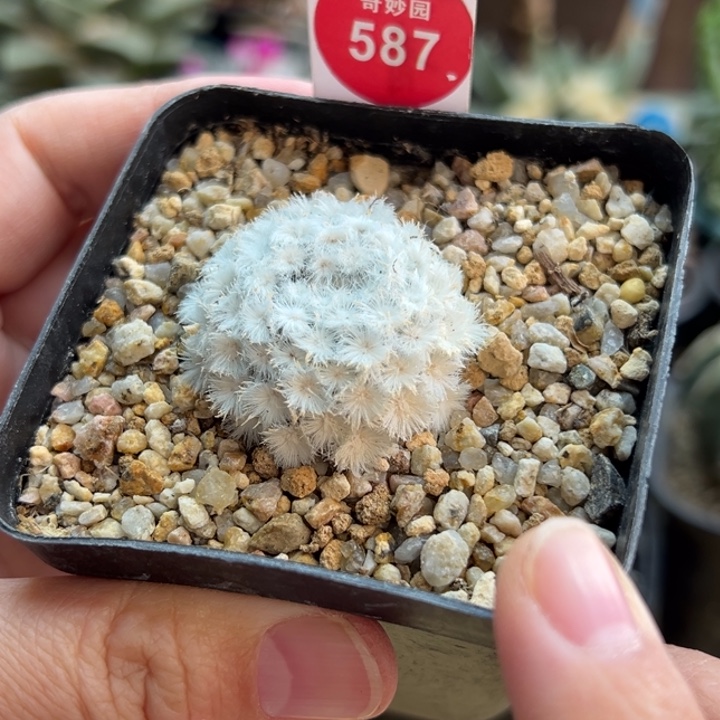 自根降落伞白星3.3cm