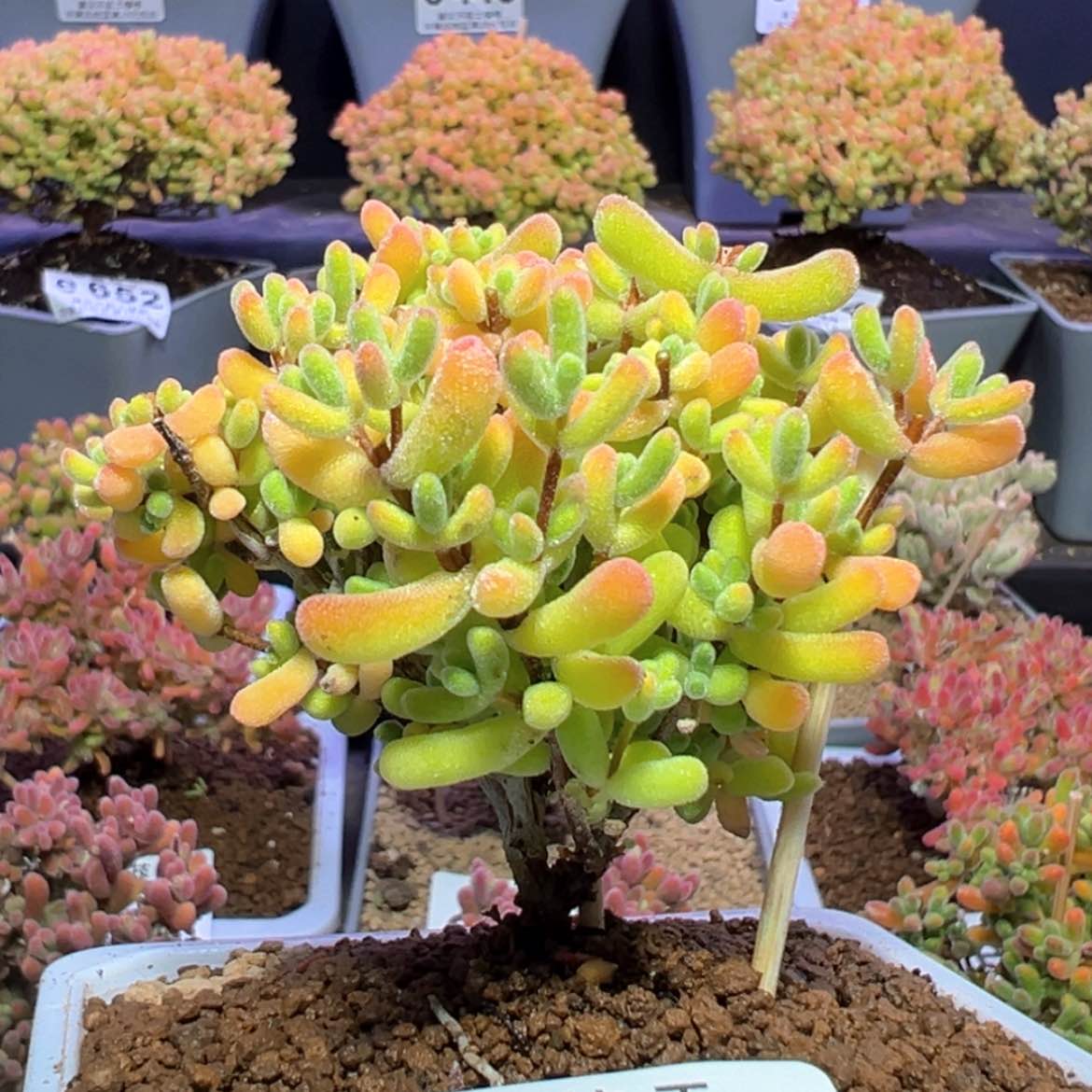 【闪购商品】e658小星星枝干番杏