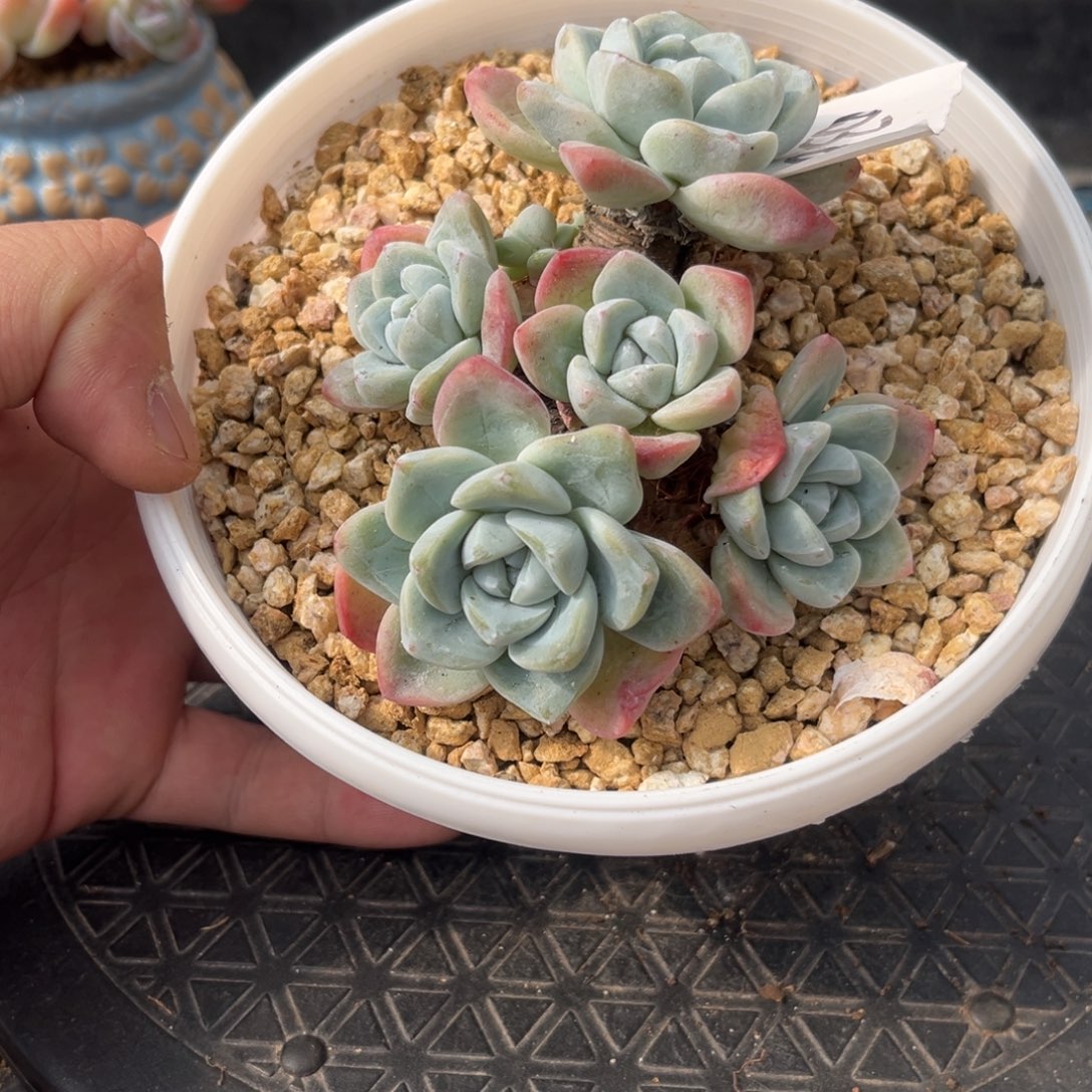 036冰玉造型老桩11厘米