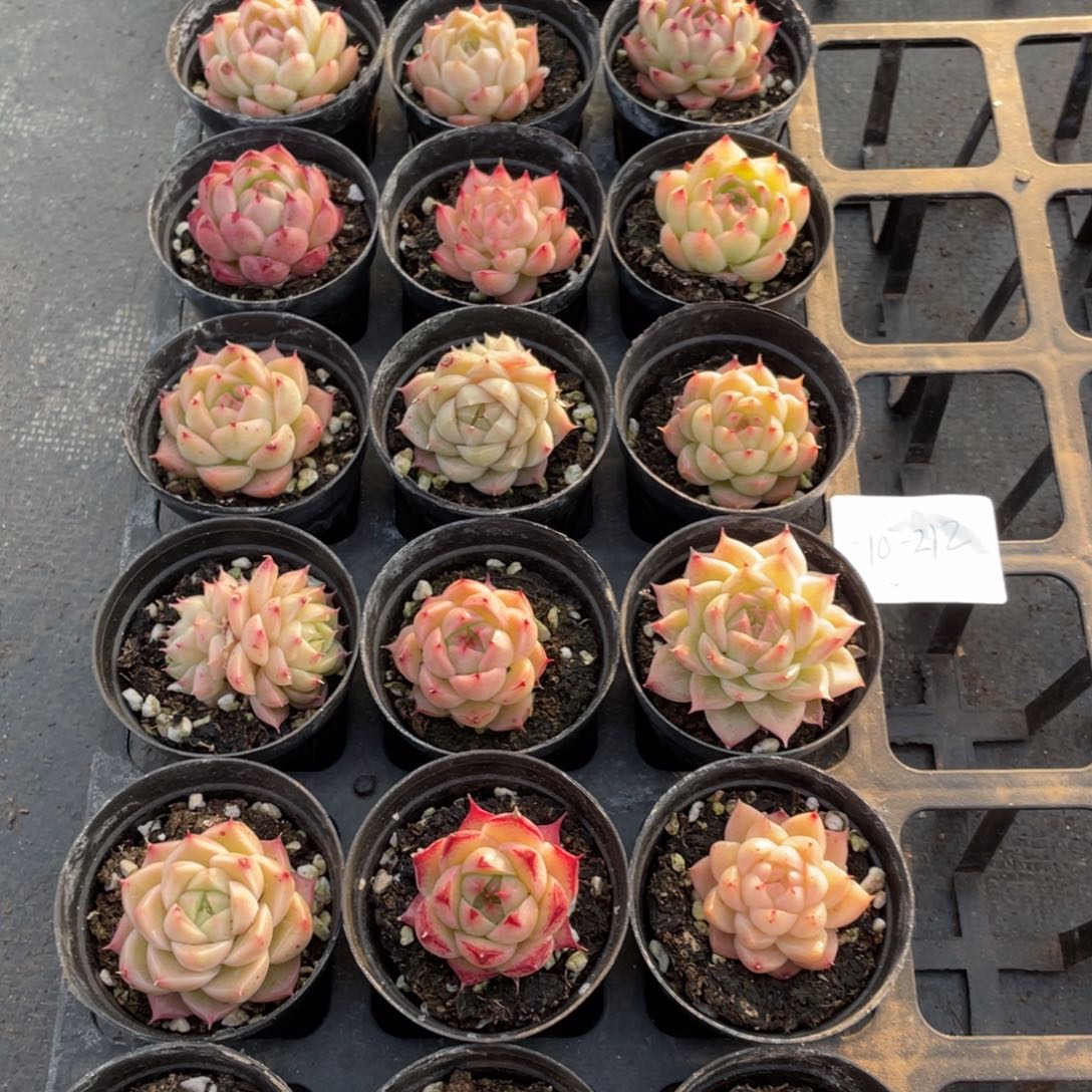 一物一拍18颗10-212