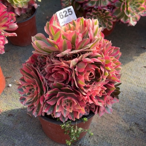 625粉女巫手捧多肉