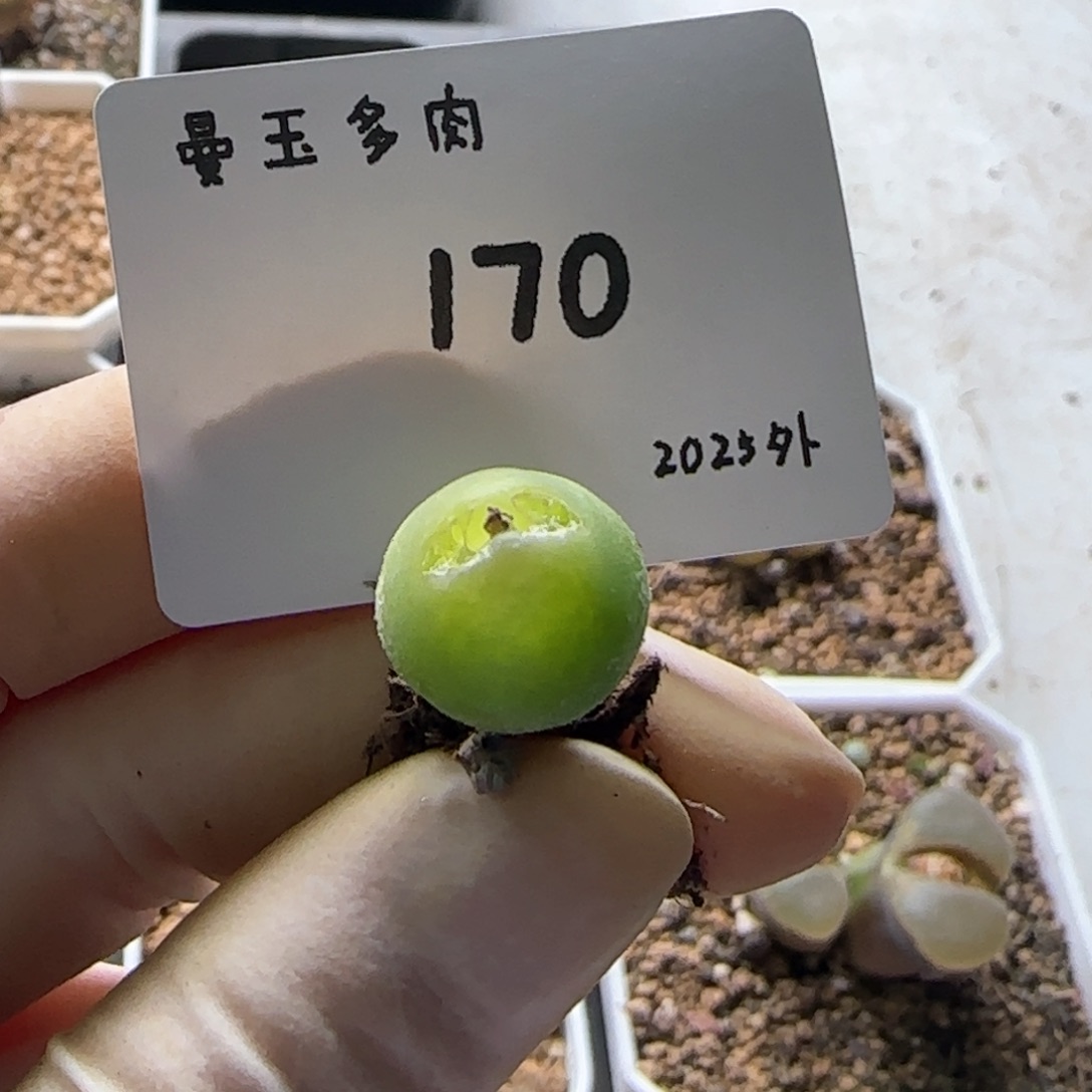 嘉*多肉多肉多肉2025-170