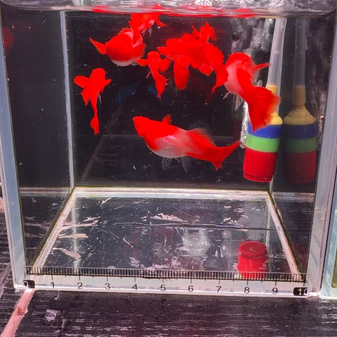 孔雀鱼福利双分水7公3母