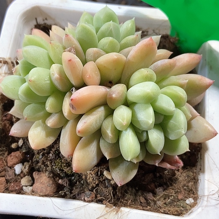 多肉植物百达翡多76