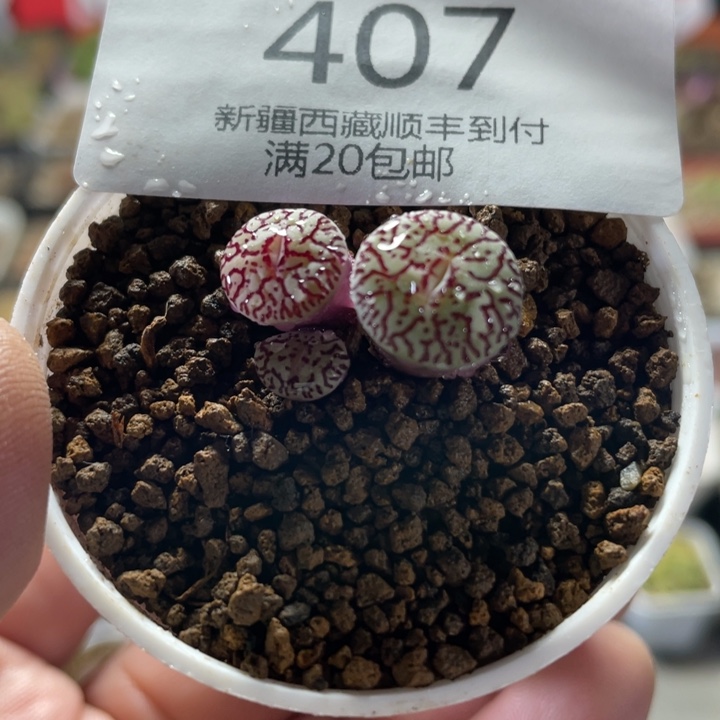 佳人园艺上福利啦墨407