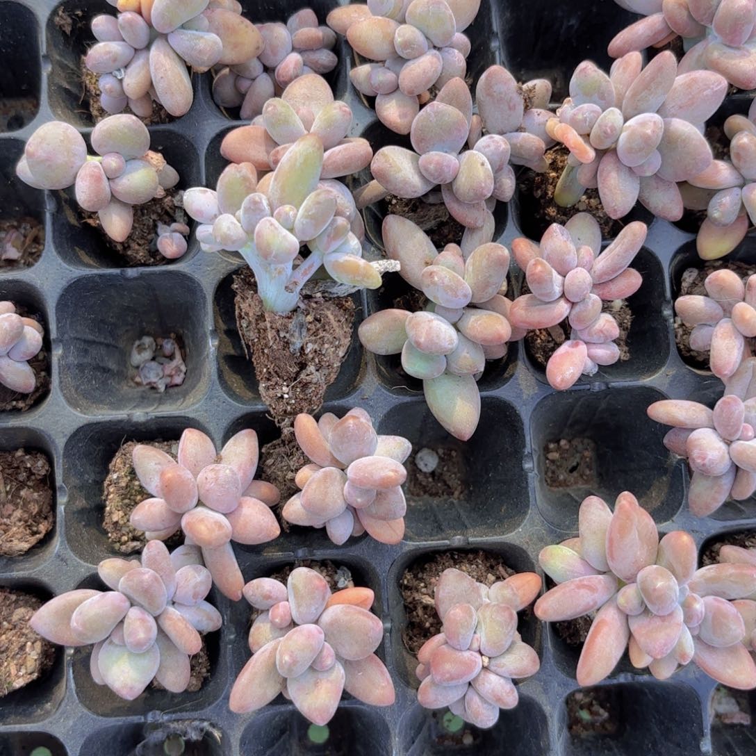 芒果奶朵朵缀三头起发一颗量拍