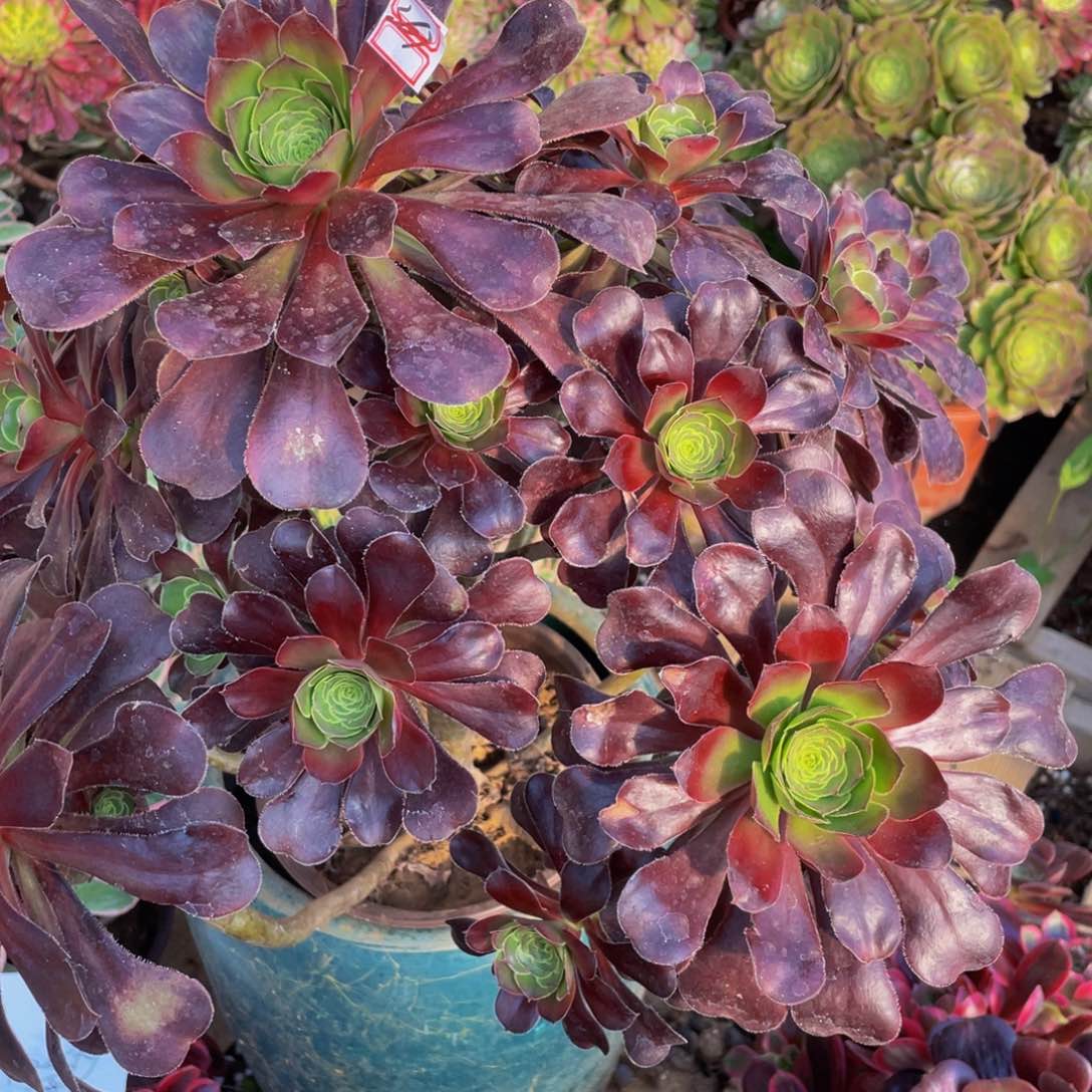 巫毒鲜花老桩造型369