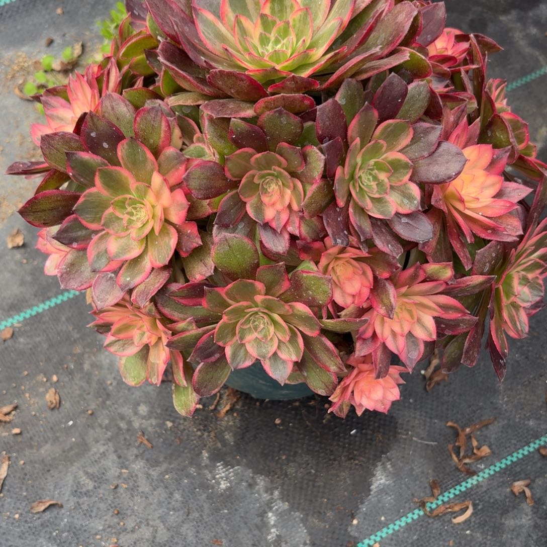 三***资806黑膜锦多肉植物附近