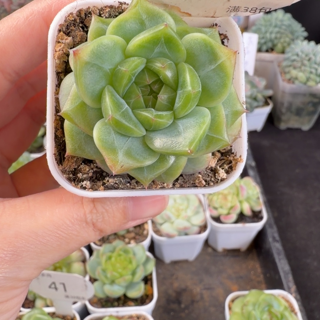 花30珍妮单头孤品42号