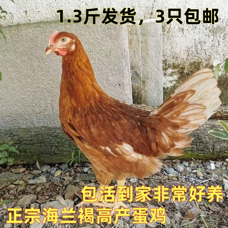 1.5斤海兰褐蛋鸡活体宠物鸡下蛋鸡包邮海兰褐下蛋鸡活体