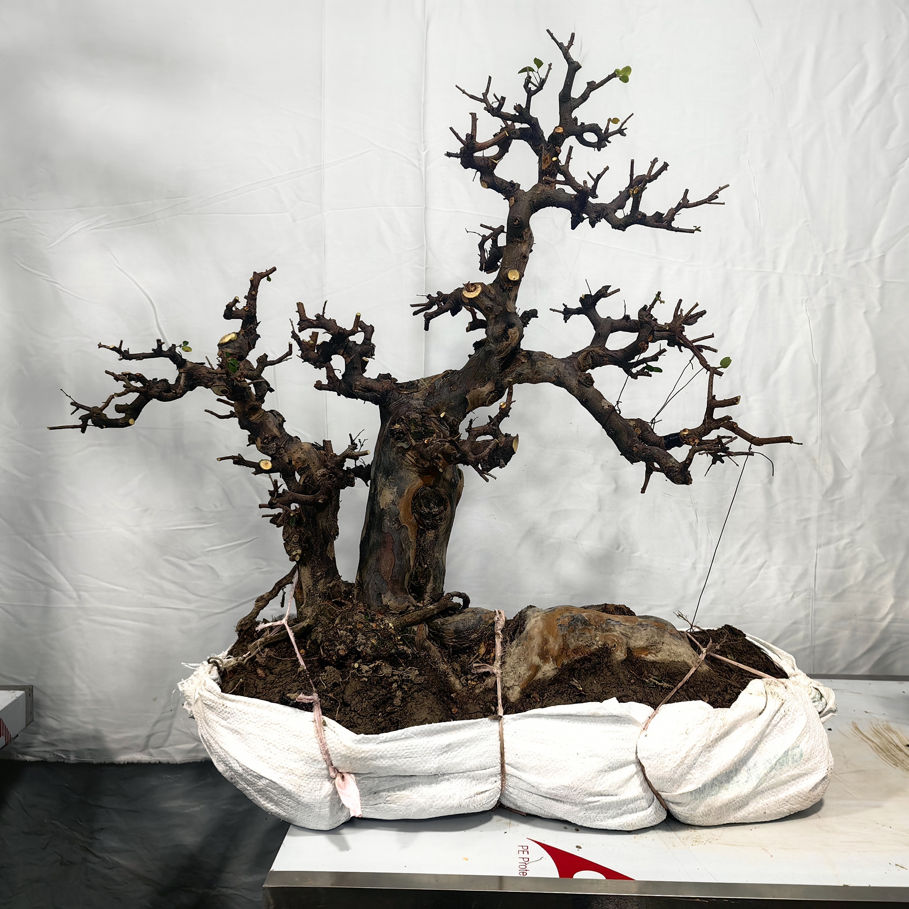 熟桩双杆雀梅盆景