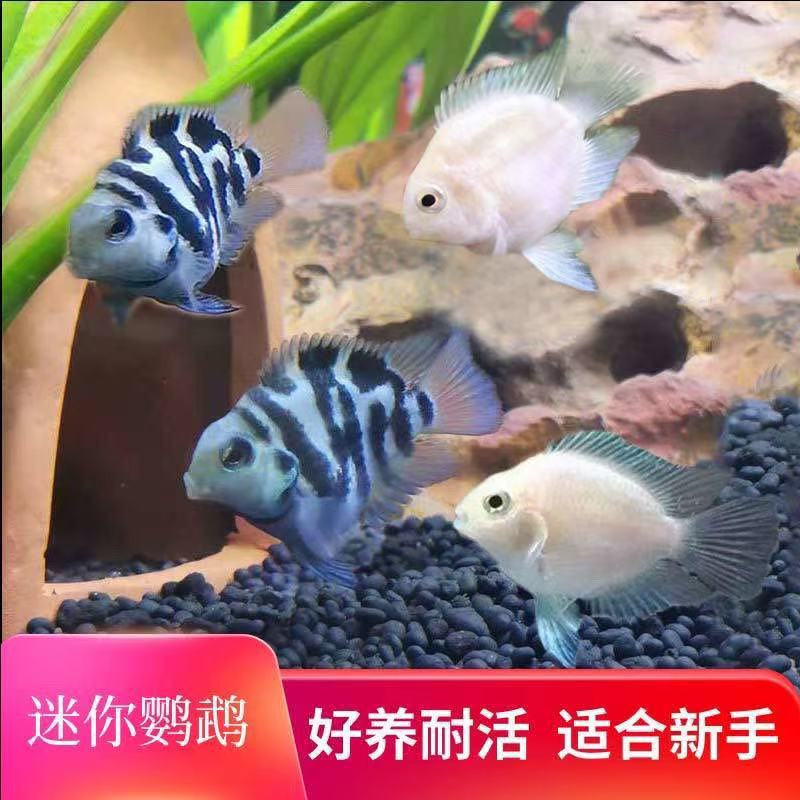 迷你鹦鹉鱼小型小鱼淡水热带观赏鱼苗可爱宝蓝白金种鱼懒人可繁殖