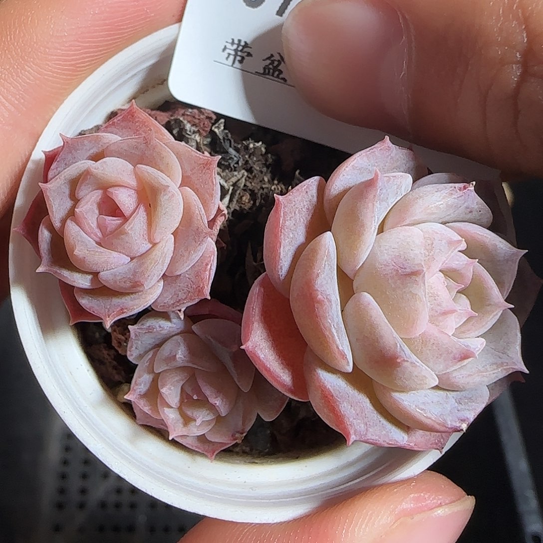 多肉1221-107纯爱纯爱