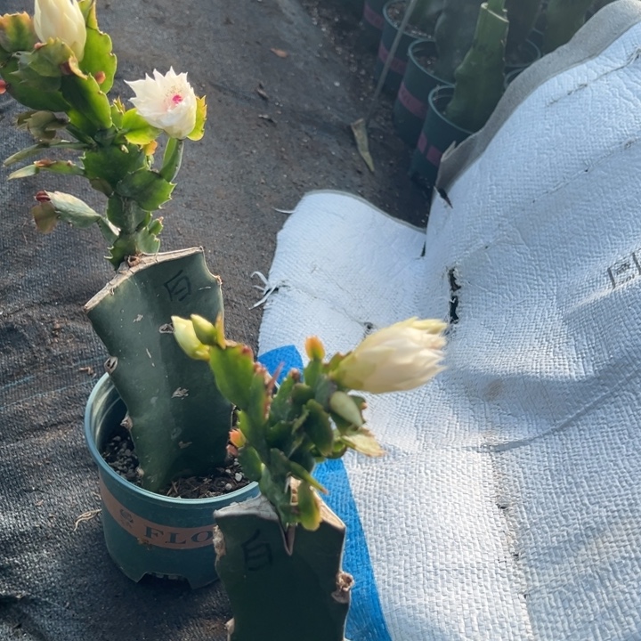 释***怀4号百重花朵0。      