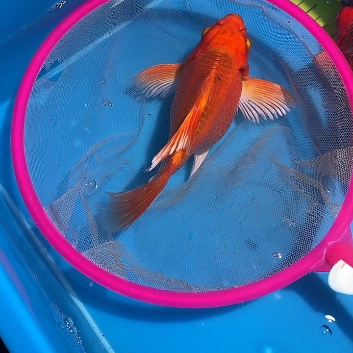 锦鲤纯种血统锦鲤鱼