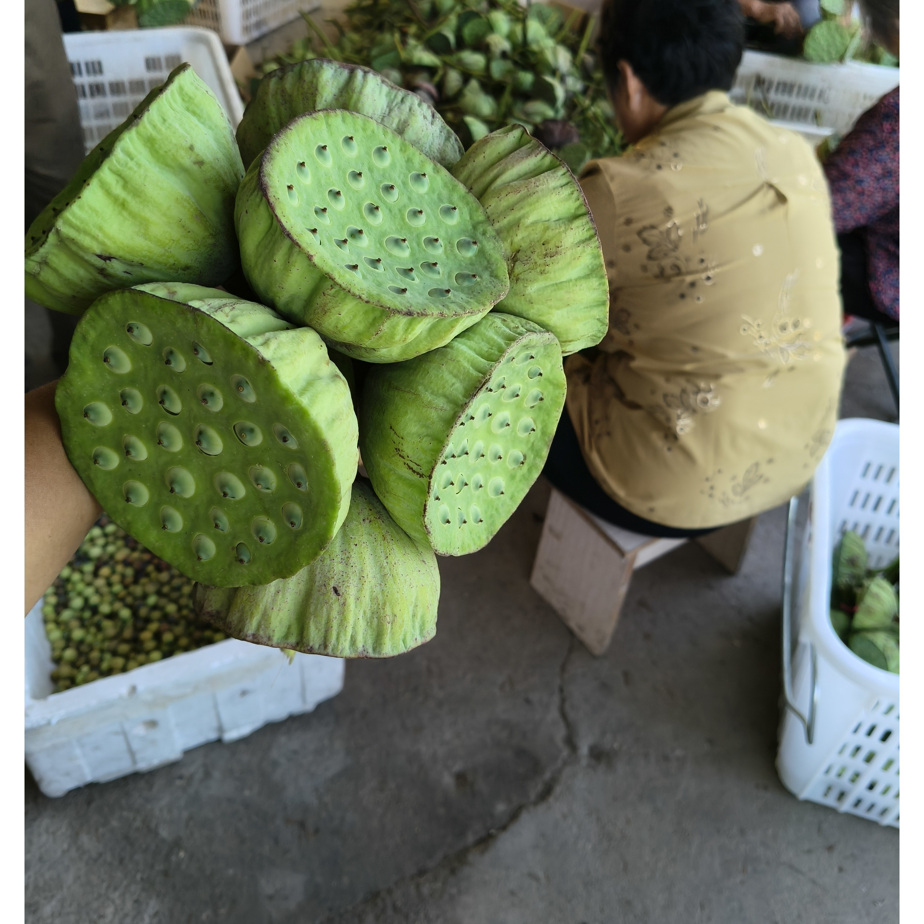 7-16现摘嫩莲蓬生鲜嫩甜带蓬保温冰袋冷鲜发货现摘现发嫩莲蓬莲子