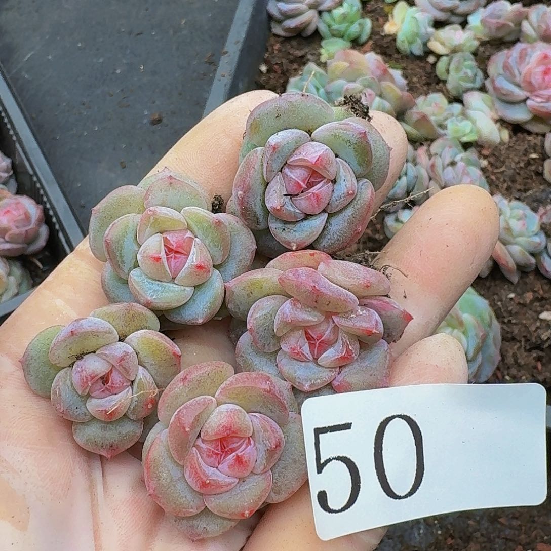 多肉植物多肉植物50