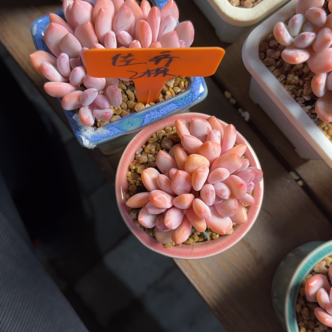 佳***齐111111111111111111111