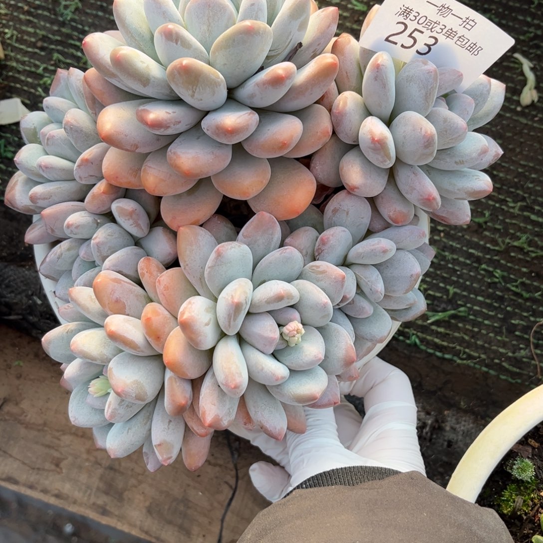 253香水多肉植物……多肉……