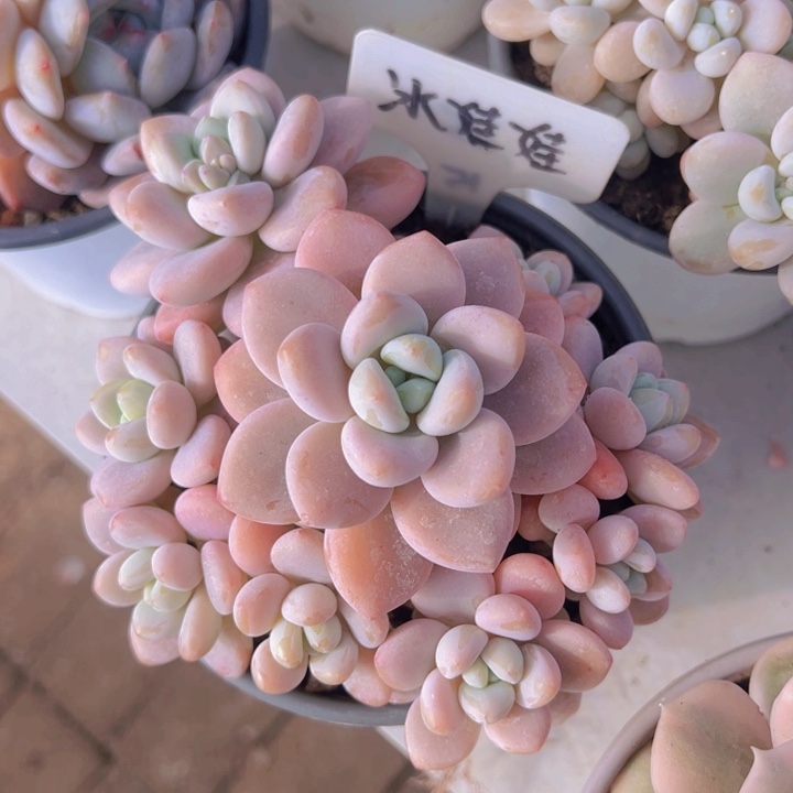 健健康康平平安安