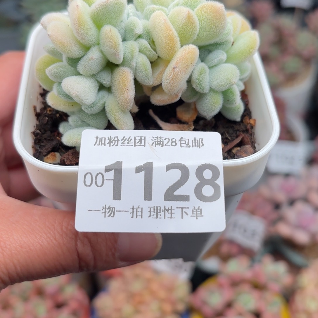 雪晃星多肉多肉多