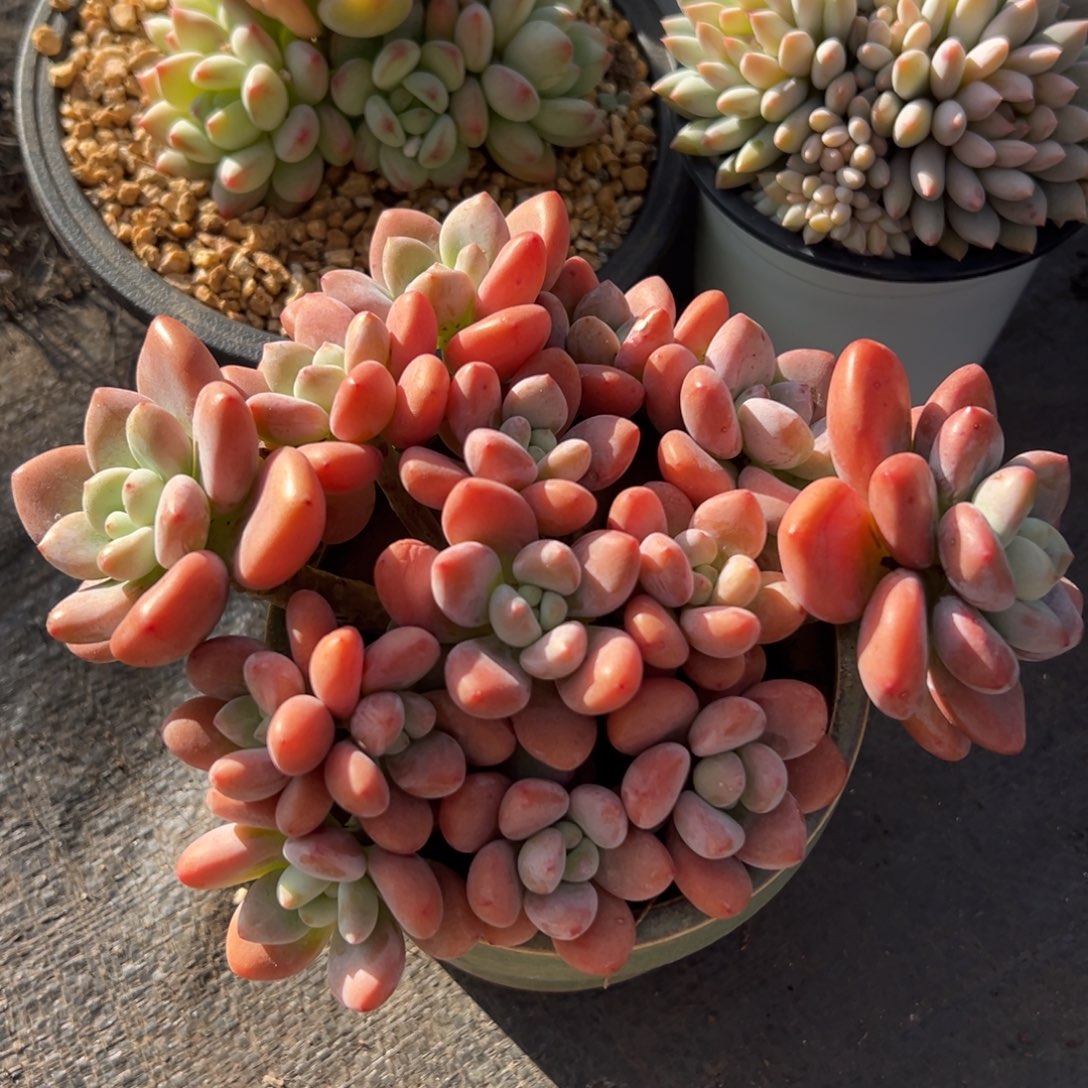 1026093 红洛神群生全状态