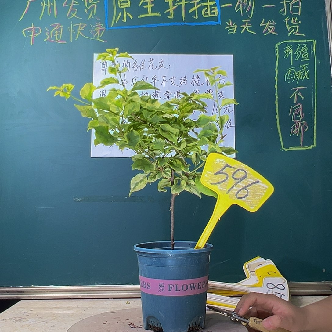 当前无花栽培后可以开花斋戒狂欢 596
