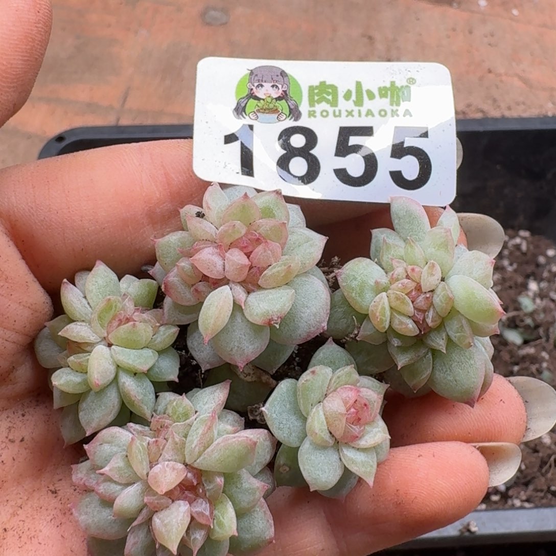 多肉植物多肉植物