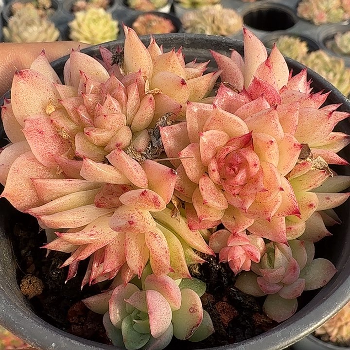 0122-50 麦秆优选