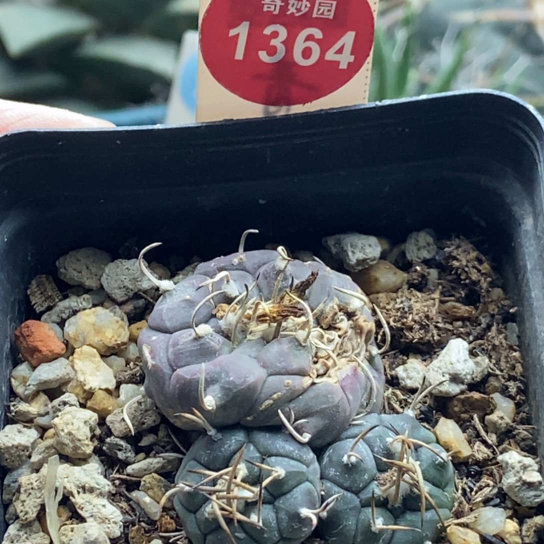 实生乌丸娇丽群一颗有斑