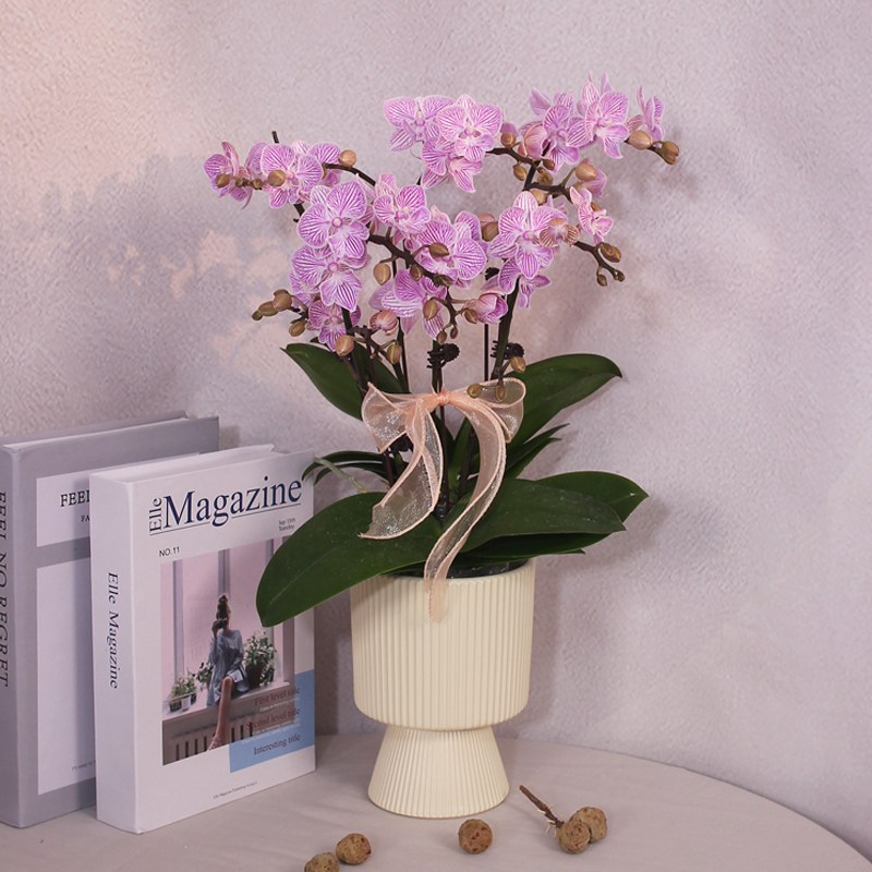 蝴蝶兰【樱花】粉白渐变色带花苞伴手礼送礼茶桌婚礼客厅花卉好养