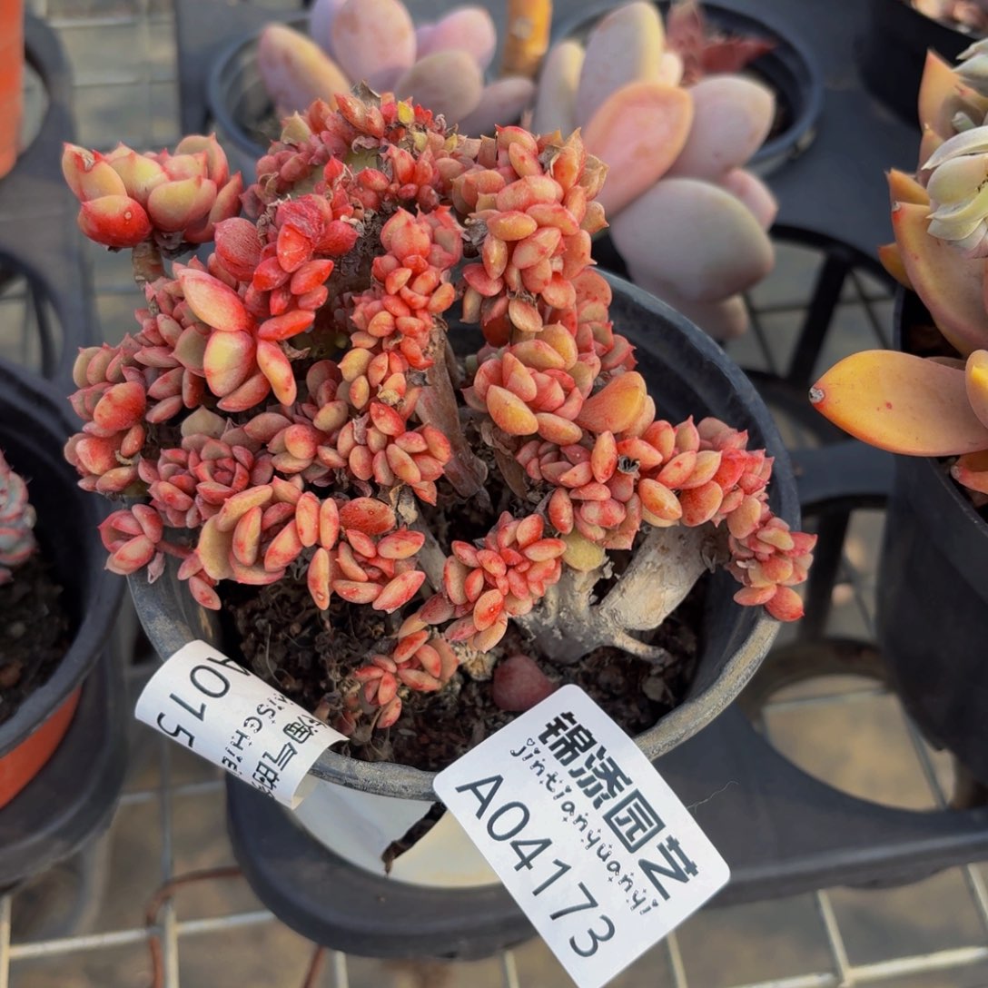 缀化一物一拍4173