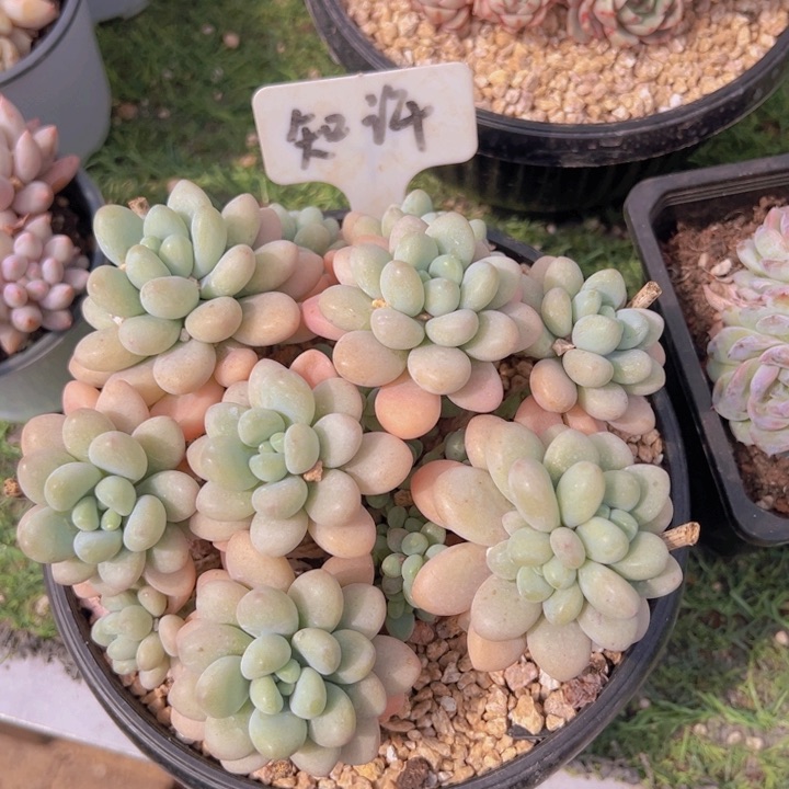 健健康康平平安安