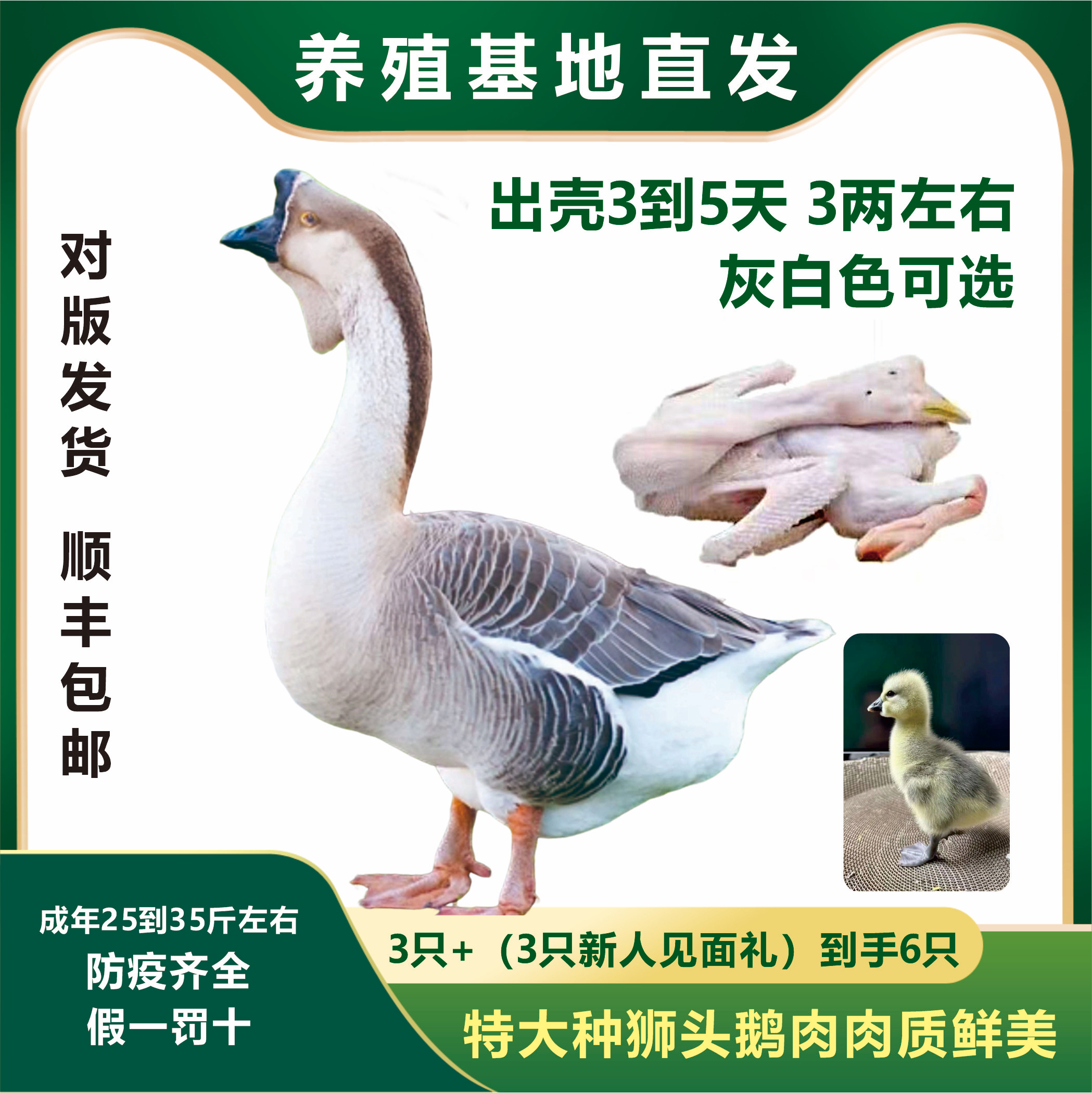 正宗特大种狮头鹅小鹅肉肉质鲜美可口顺丰包邮直达