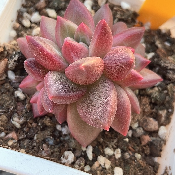 多肉植物迷雾泡泡564
