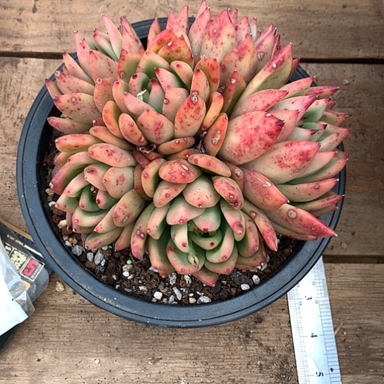 男****享美肉特价活动开始啦