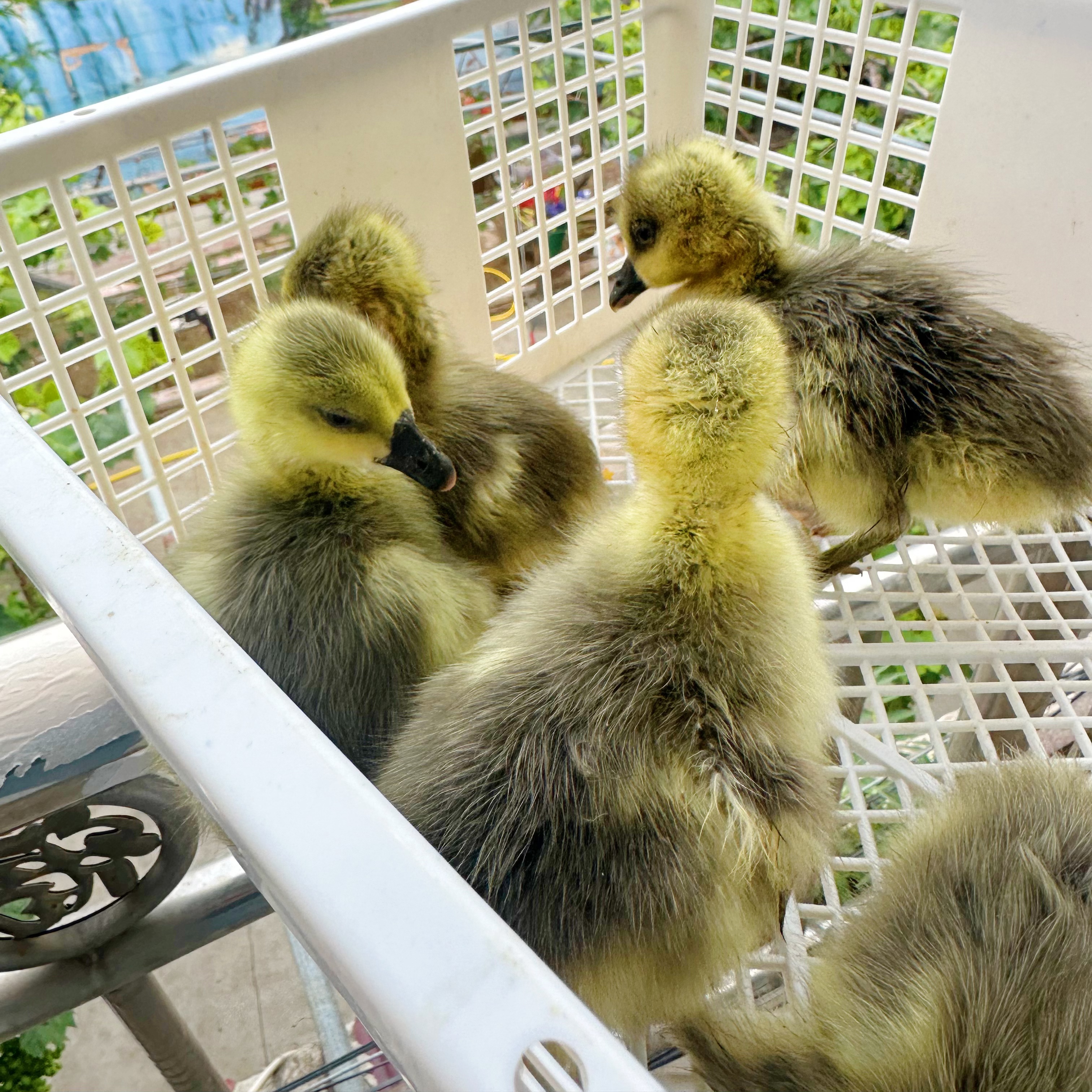 宠物   灰色     到手15只   包邮