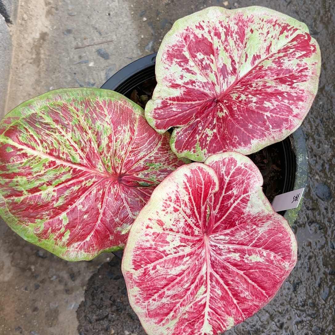 345-0123彩叶芋泰国发货