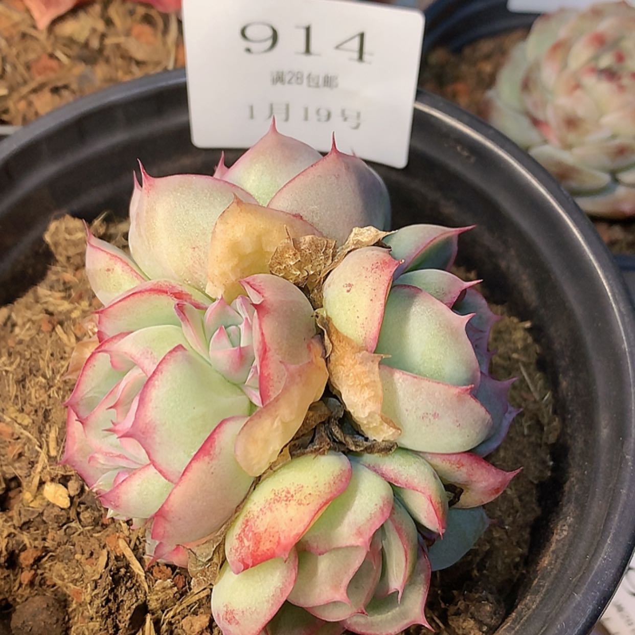 【闪购商品】云914