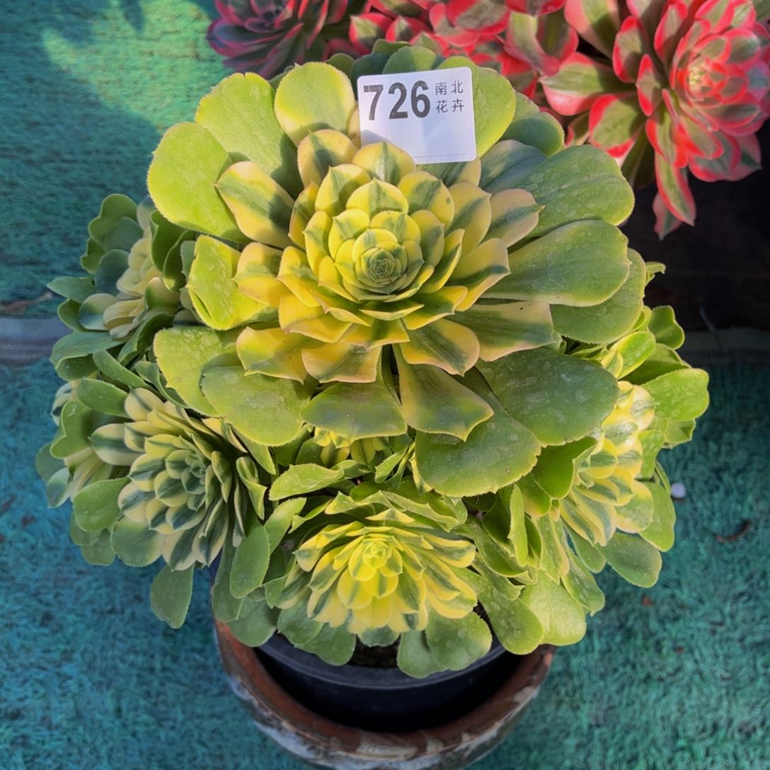 多肉辛尼亚00000726