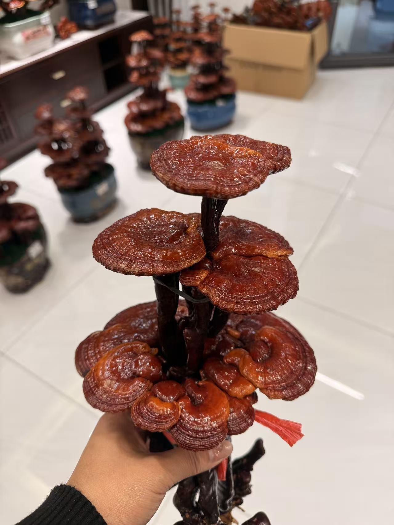 三层不带盆灵芝盆景可养护可观赏适合送礼的室内小盆景