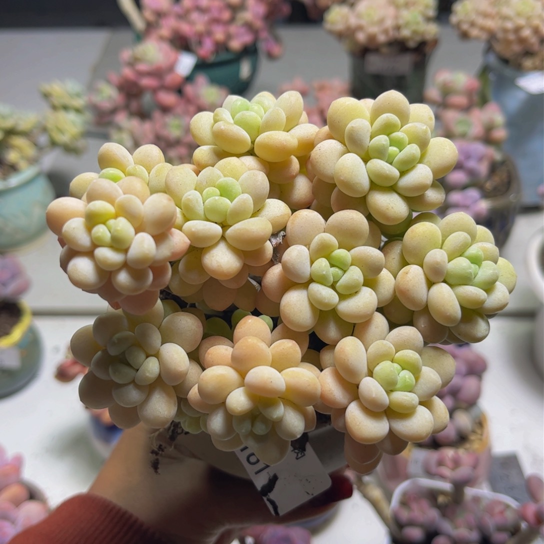 洛可可161/10cm多肉