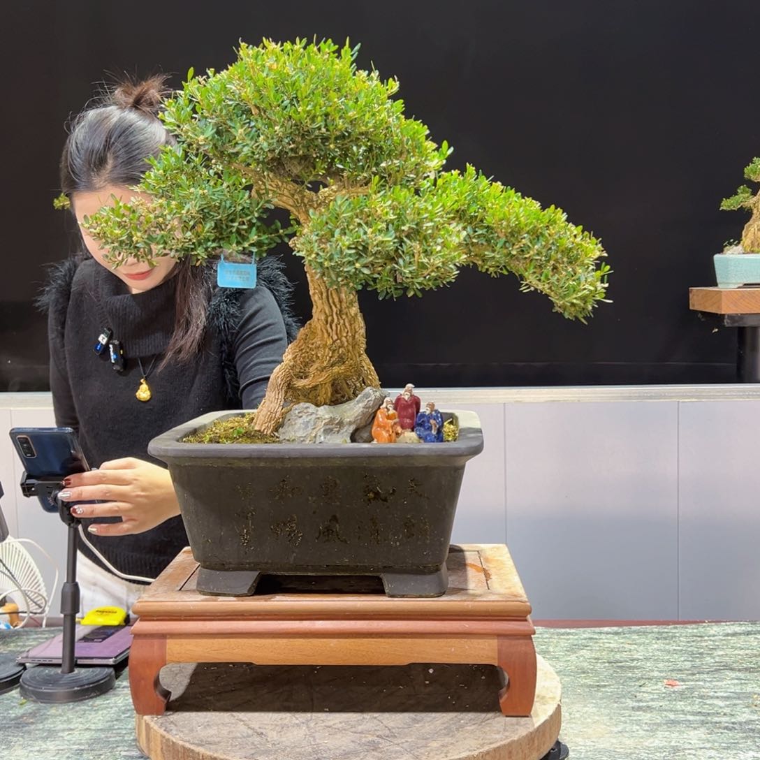 四季常青老桩黄杨盆景