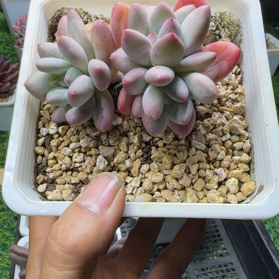 锦安多肉精品植物207