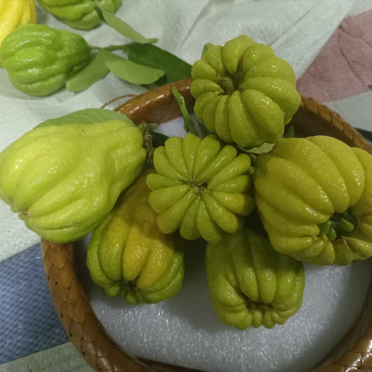 现摘川佛手天然种植佛手柑可水培观赏食用清供室内绿植