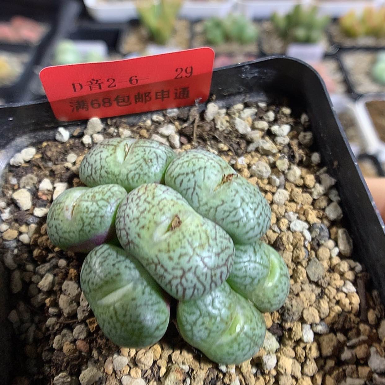 【闪购商品】2-6-29 密纹安贞一群 35