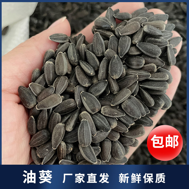 枭龙 油葵 5斤 10斤 20斤 小瓜子赛鸽观赏鸽粮营养鸟食