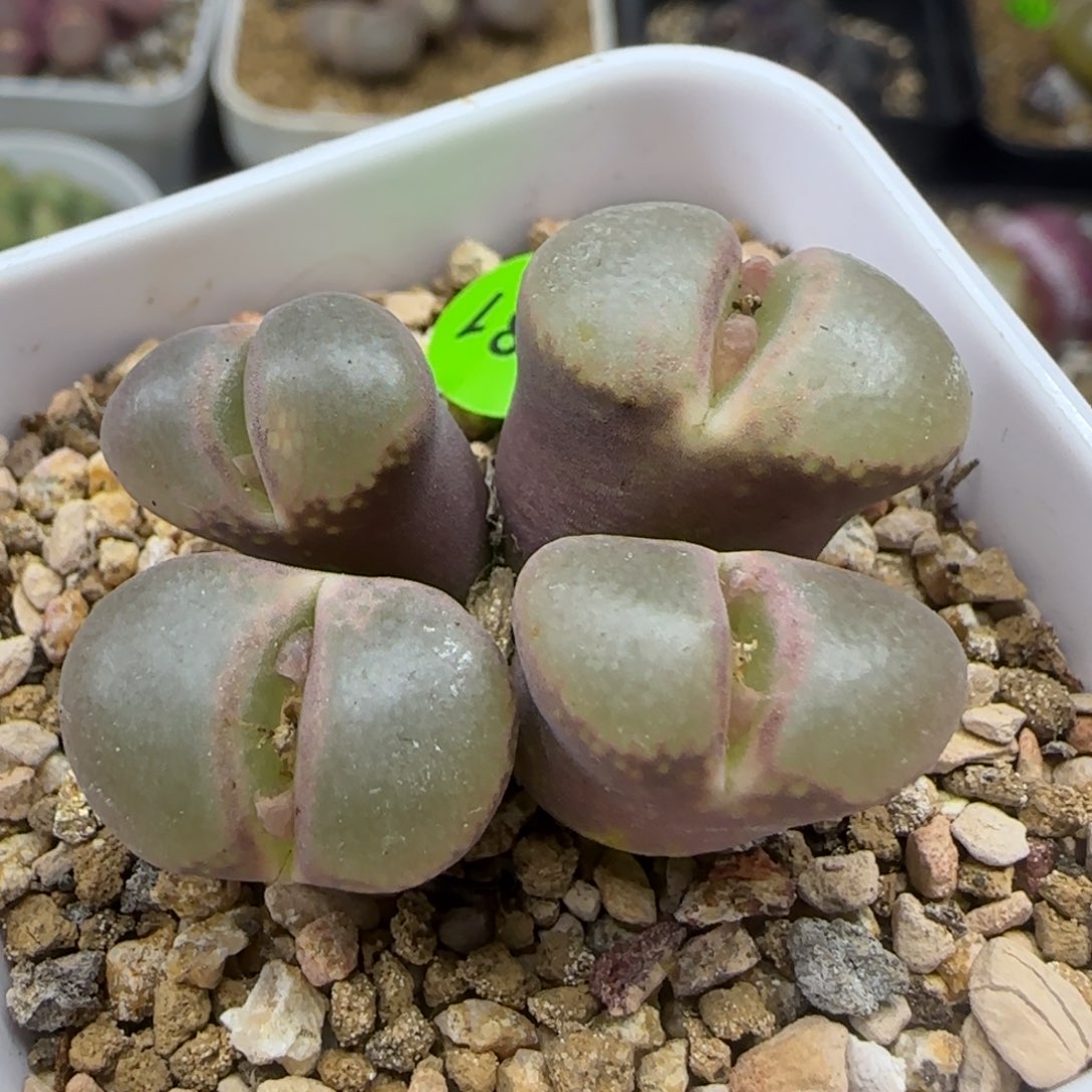 漂漂亮亮多肉植物681