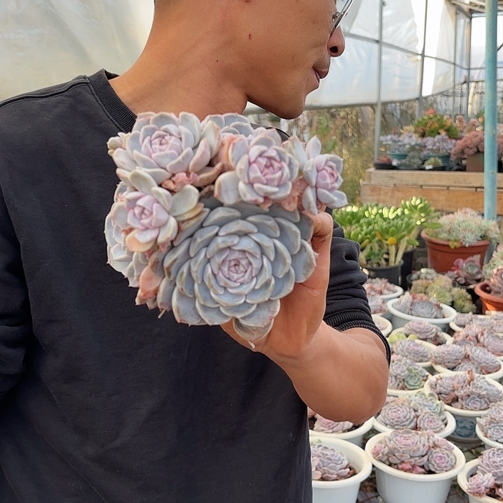 汉堡群生老桩精品多肉